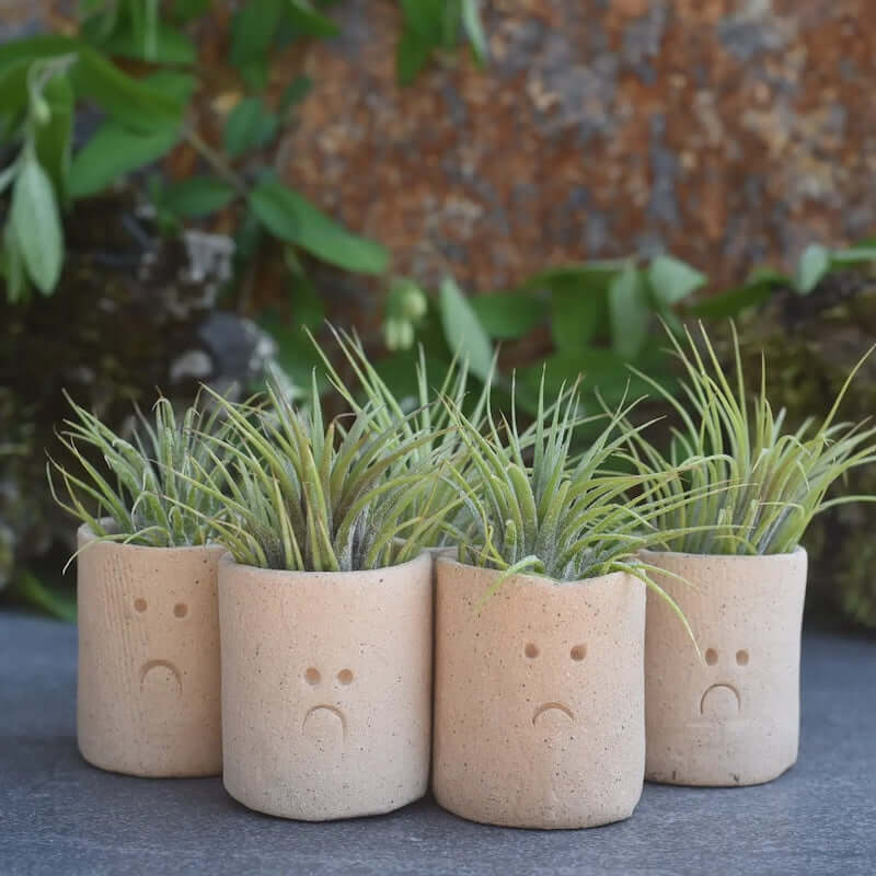 Little Buddy Airplant Holder with a Frown at PINCH