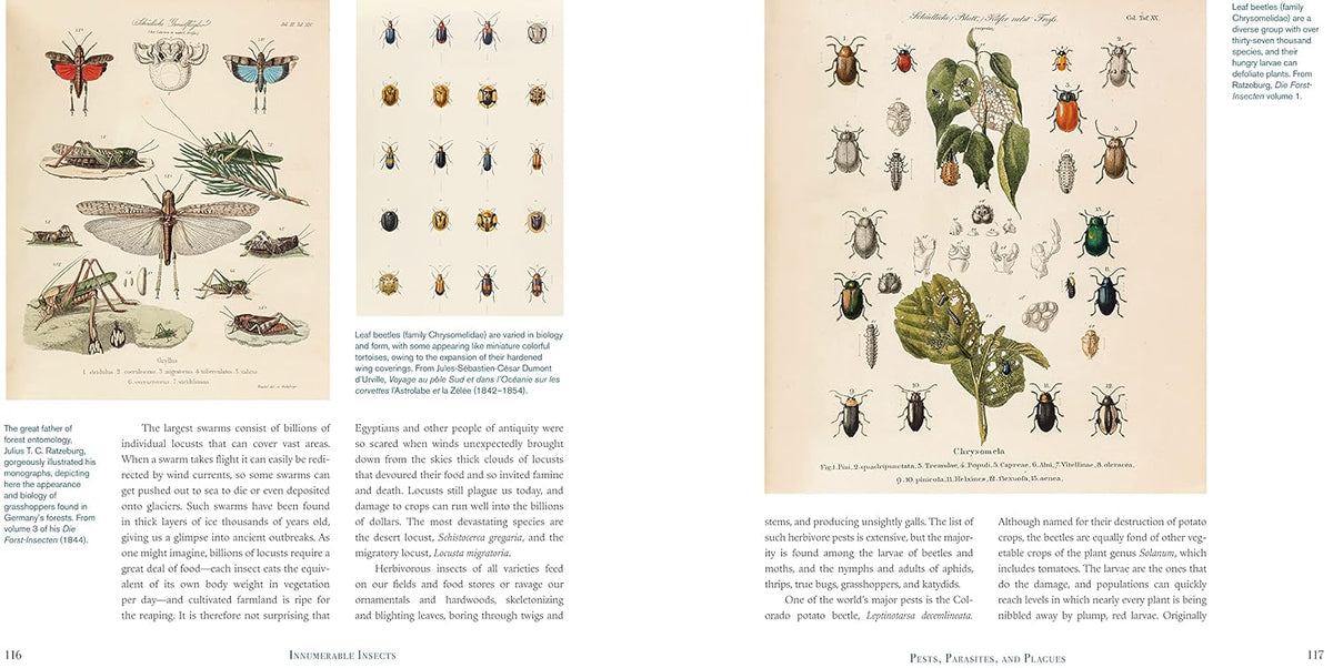 Innumerable Insects