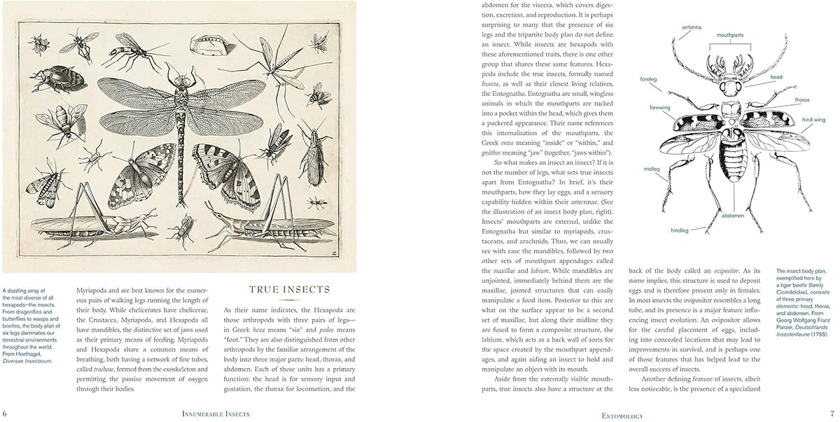 Innumerable Insects