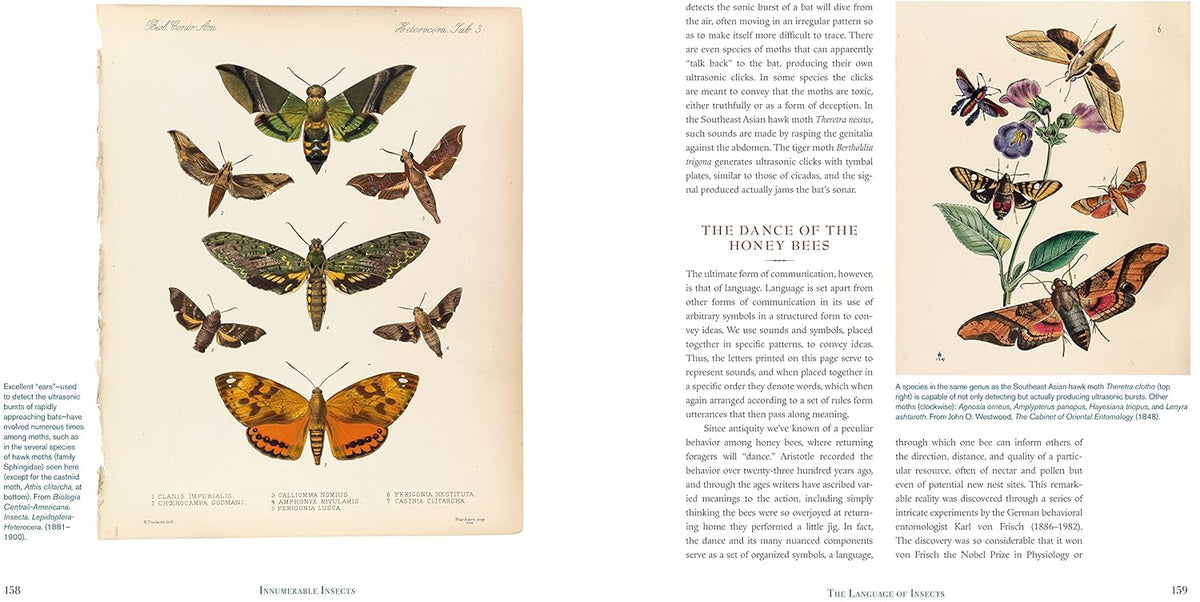 Innumerable Insects