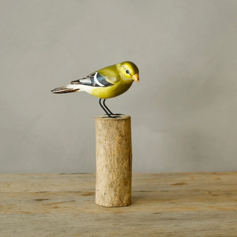 Female Gold Finch from Aviologie at Pinch in Northampton, MA