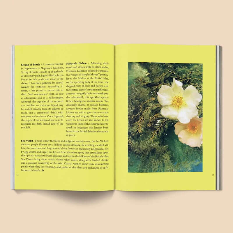 Fruit of Mythic Dreaming: Imagined Folklore Book from Broccoli at Pinch in Northampton, MA