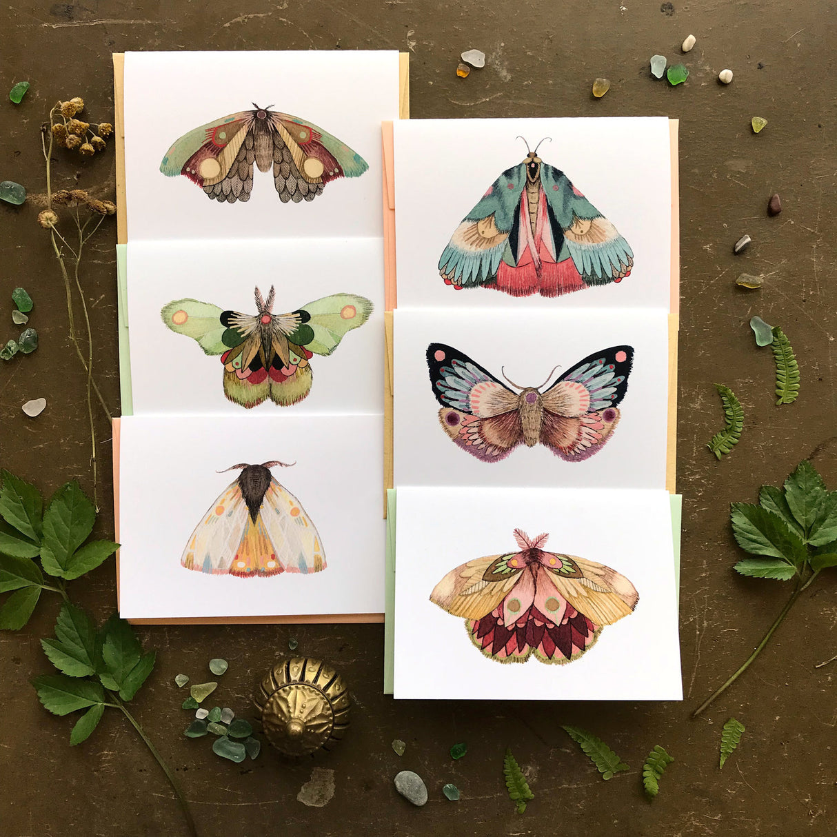 Moth Card Pack from Polanshek of the Hills at Pinch in Northampton, MA