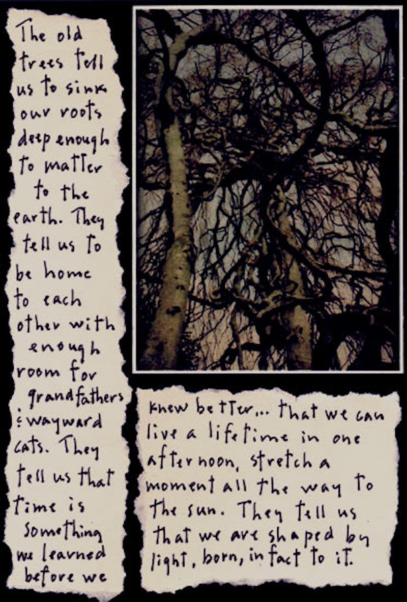 Old Trees Story Picture from Diane Hanna/Stoneheart at Pinch in Northampton, MA