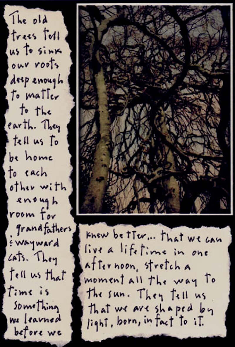 Old Trees Story Picture at PINCH
