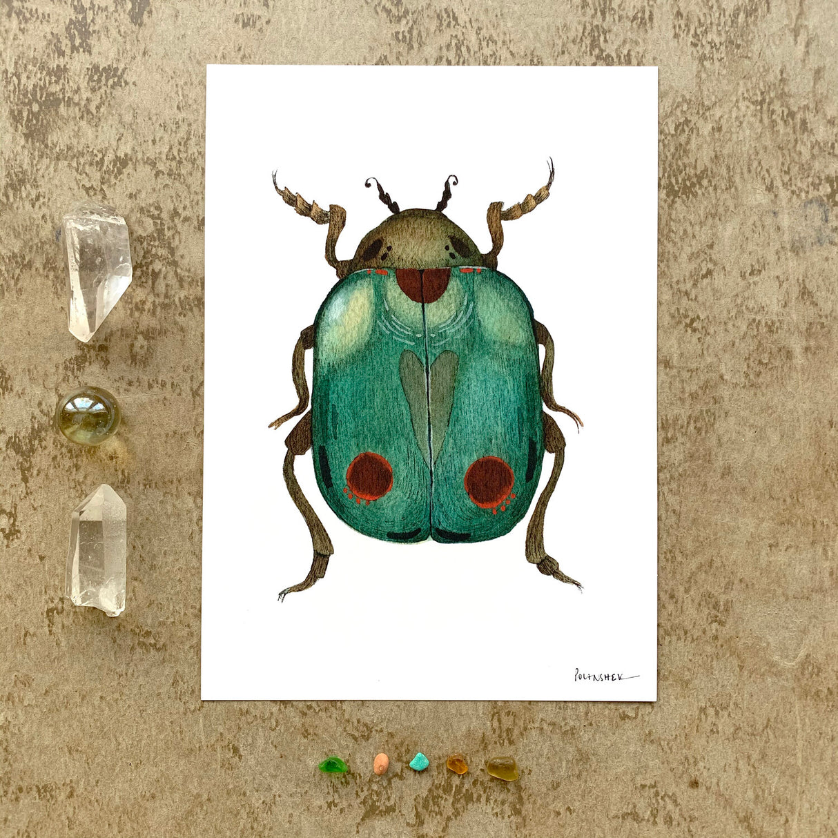 Bug Collection: Beetle 5x7 Print from Polanshek of the Hills at Pinch in Northampton, MA