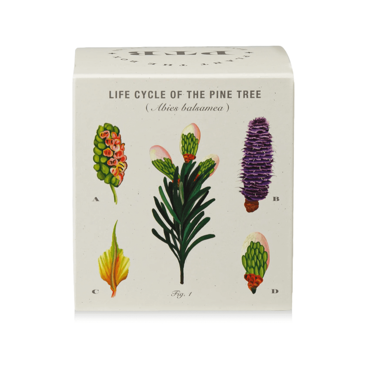Rustic Pine Plant the Box Candle at PINCH