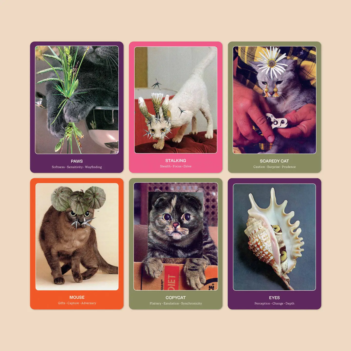 Cat Oracle: Deck & Guide from Broccoli at Pinch in Northampton, MA