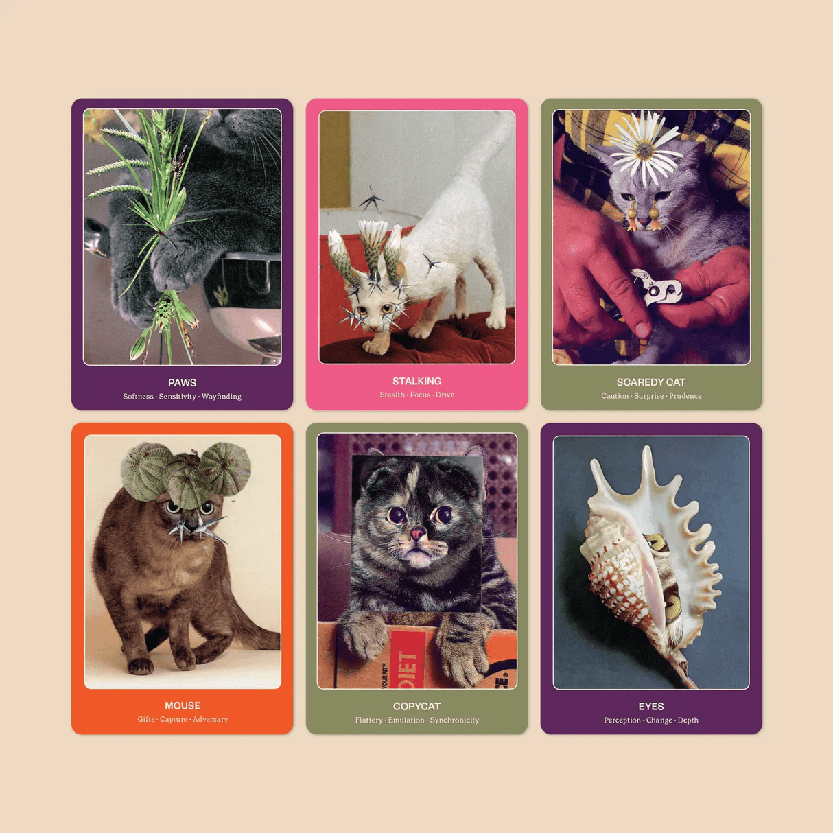 Cat Oracle: Deck & Guide from Broccoli at Pinch in Northampton, MA