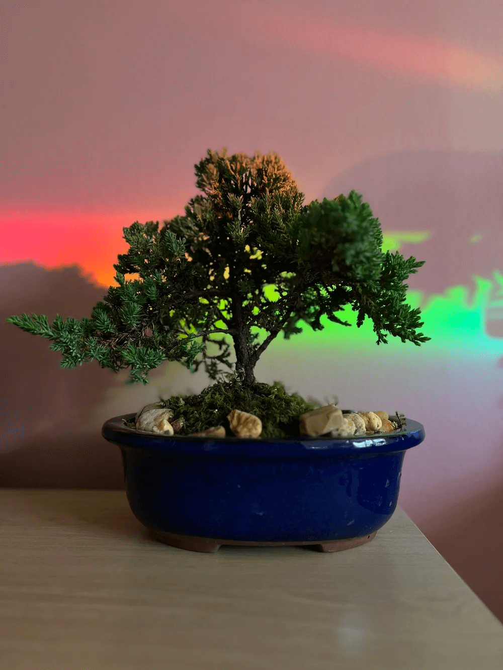 Peace Suncatcher from Polanshek of the Hills at Pinch in Northampton, MA