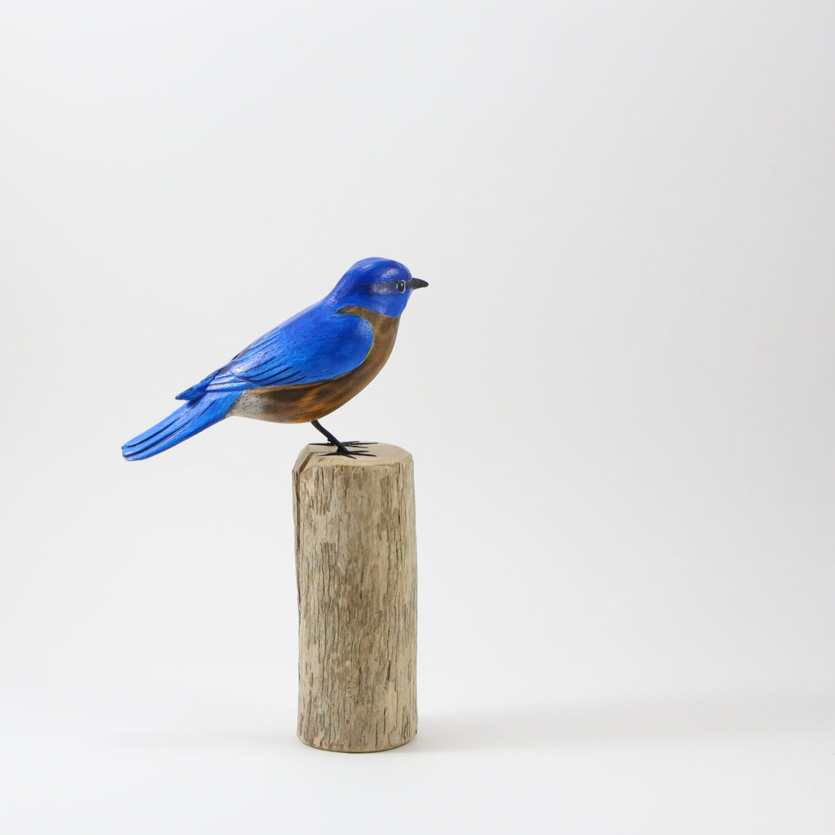 Pájaro azul en el bosque