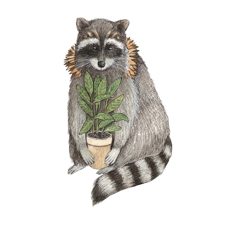 Critters and Plants: The Raccoon 5x7 Print from Polanshek of the Hills at Pinch in Northampton, MA