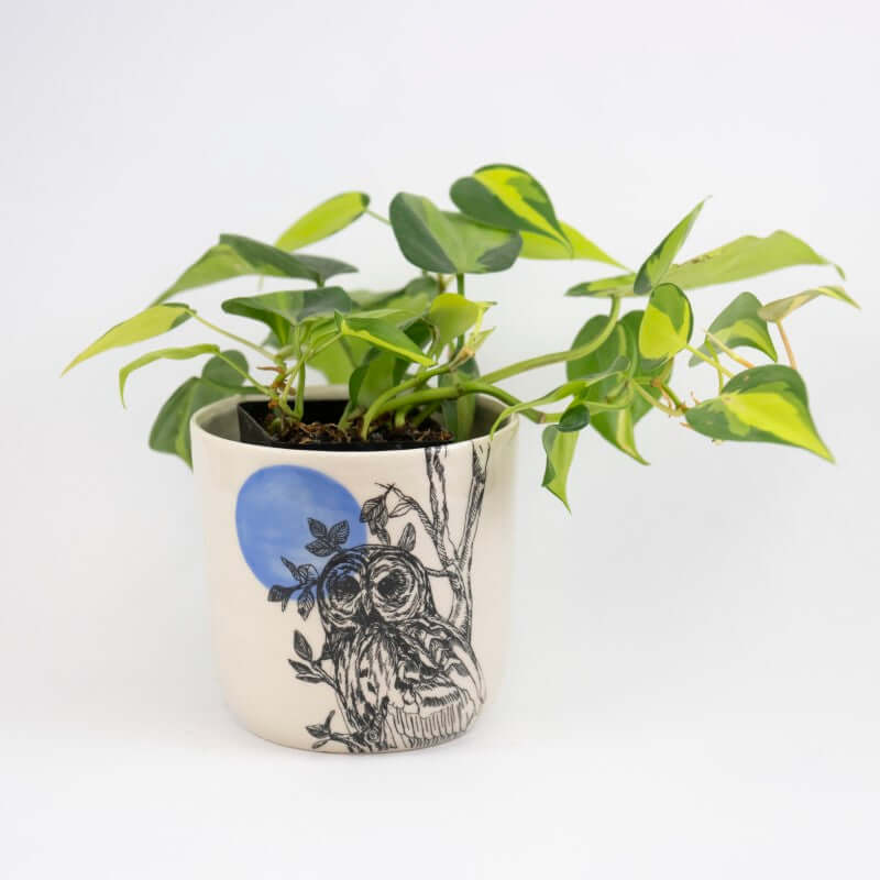 Medium Owl & Sun Planter