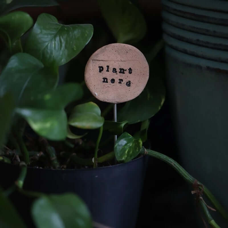 Plant Buddy Plant Nerd at PINCH