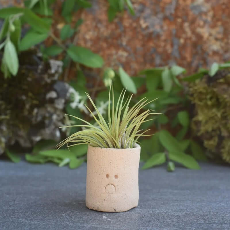 Little Buddy Airplant Holder with a Frown at PINCH