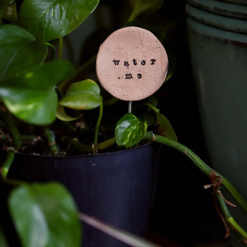 Plant Buddy Water Me at PINCH