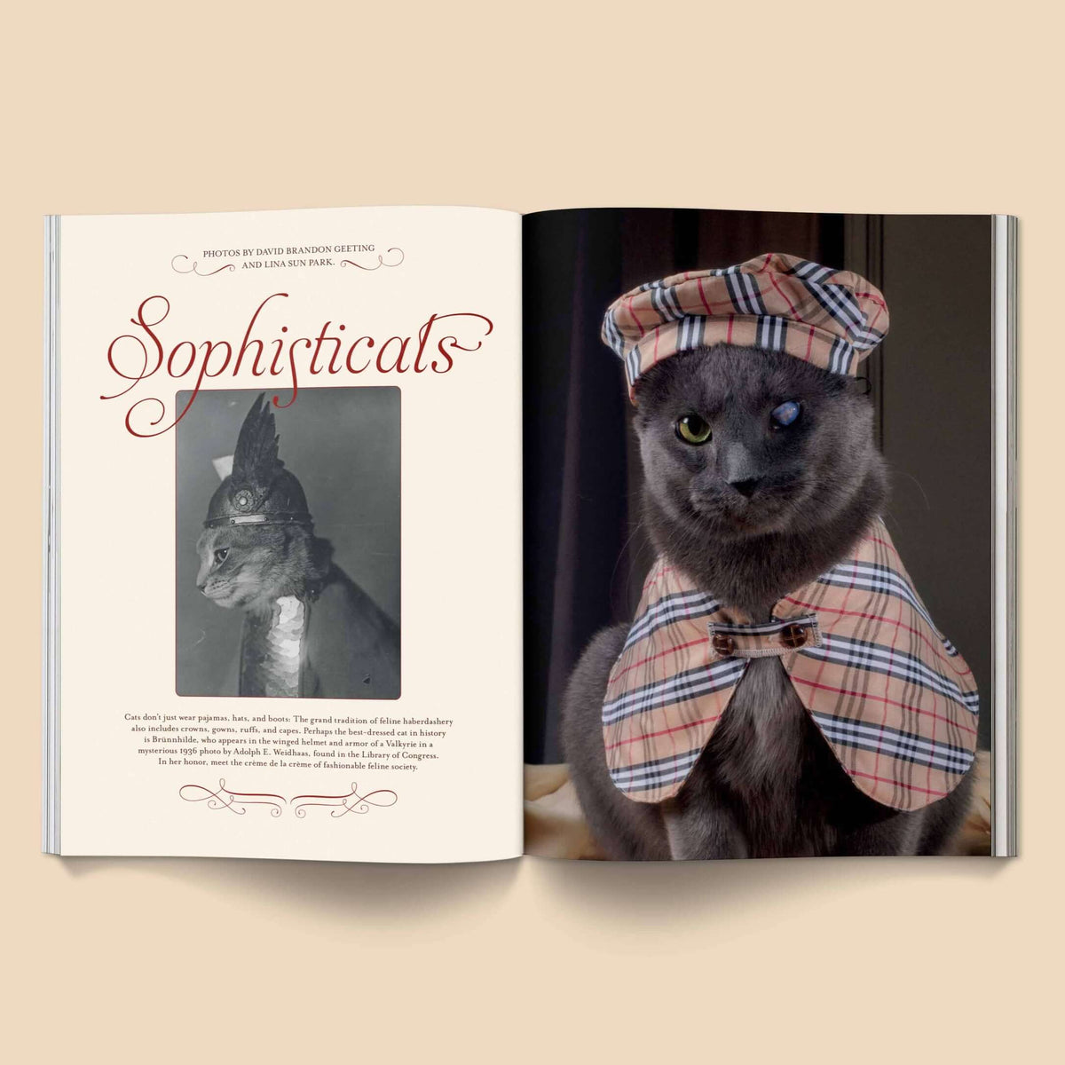 Catnip Magazine at PINCH