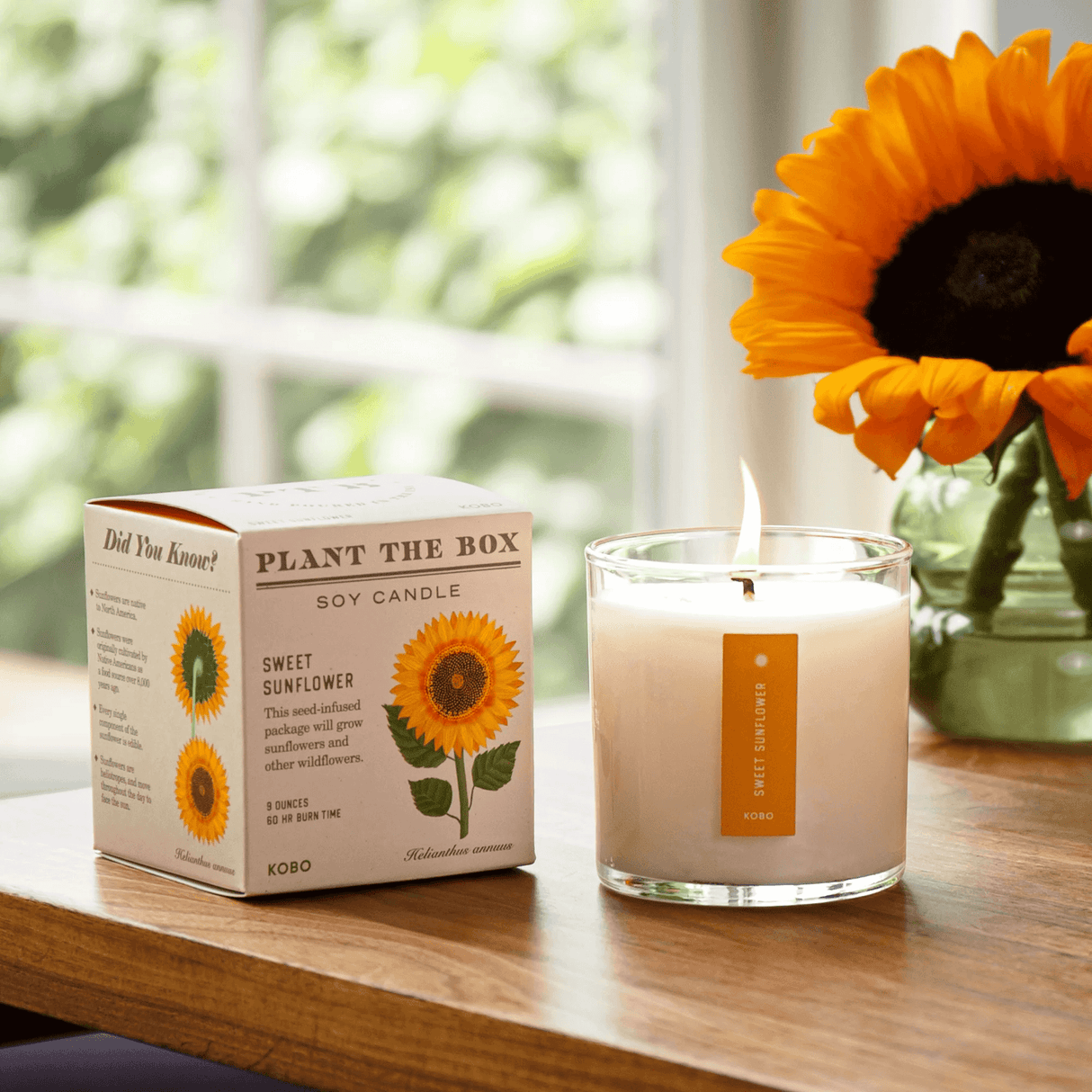 Sweet Sunflower Plant the Box Candle from KOBO at Pinch in Northampton, MA
