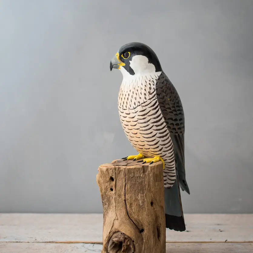 Falcon bird accessories hot sale