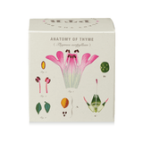 Somerset Thyme Plant the Box Candle from KOBO at Pinch in Northampton, MA