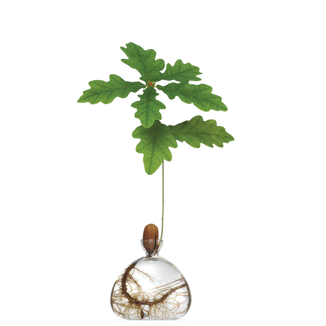 Acorn Vase in Clear Glass