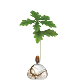 Acorn Vase in Clear Glass