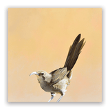 2026 Matt Adrian Fine Art Calendar from The Mincing Mockingbird at Pinch in Northampton, MA