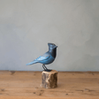 Stellar Jay Wooden Bird Figure from Aviologie at Pinch in Northampton, MA