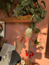 Fern Suncatcher from Polanshek of the Hills at Pinch in Northampton, MA