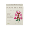 Somerset Thyme Plant the Box Candle from KOBO at Pinch in Northampton, MA