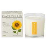 Sweet Sunflower Plant the Box Candle from KOBO at Pinch in Northampton, MA