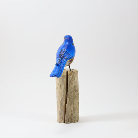 Pájaro azul en el bosque
