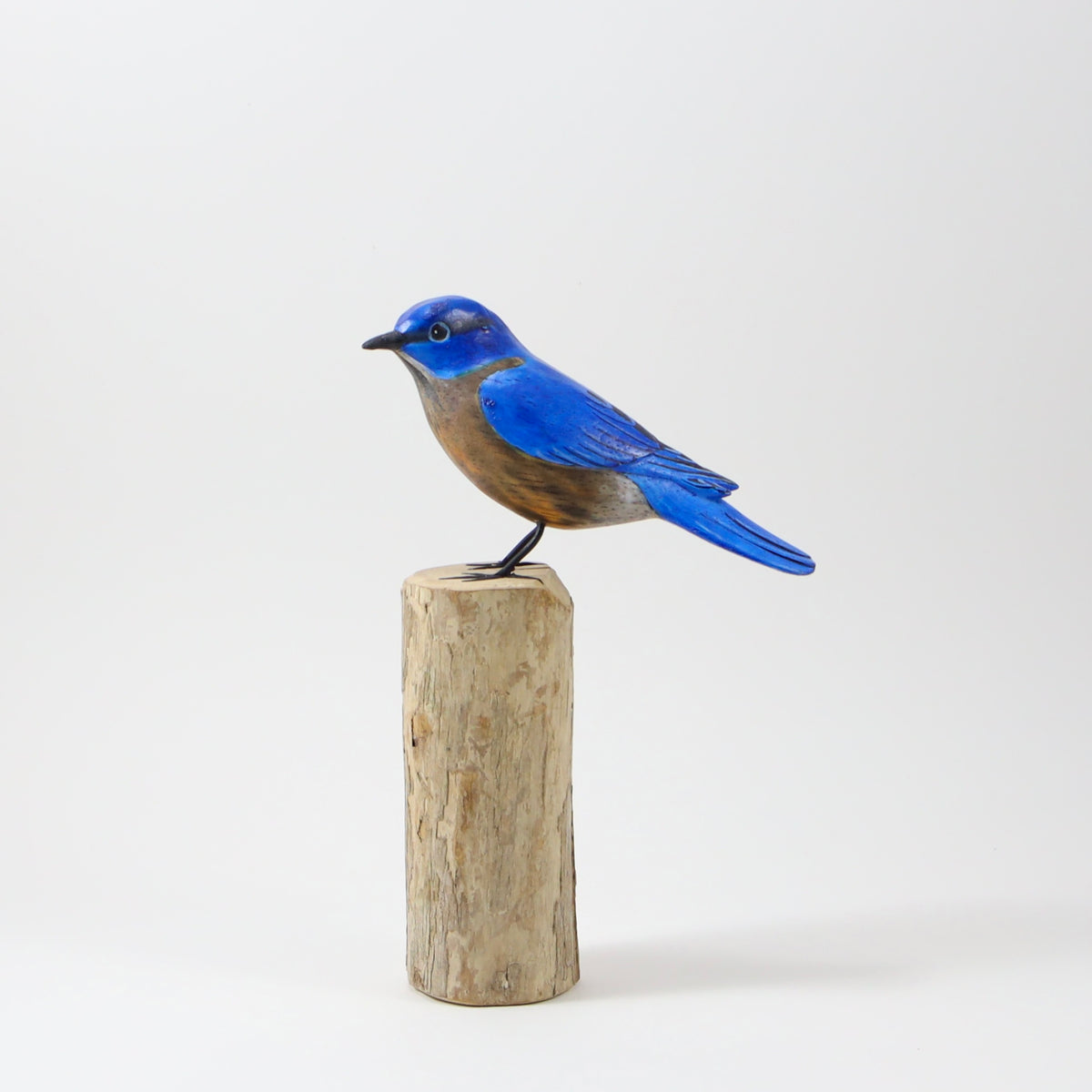 Pájaro azul en el bosque