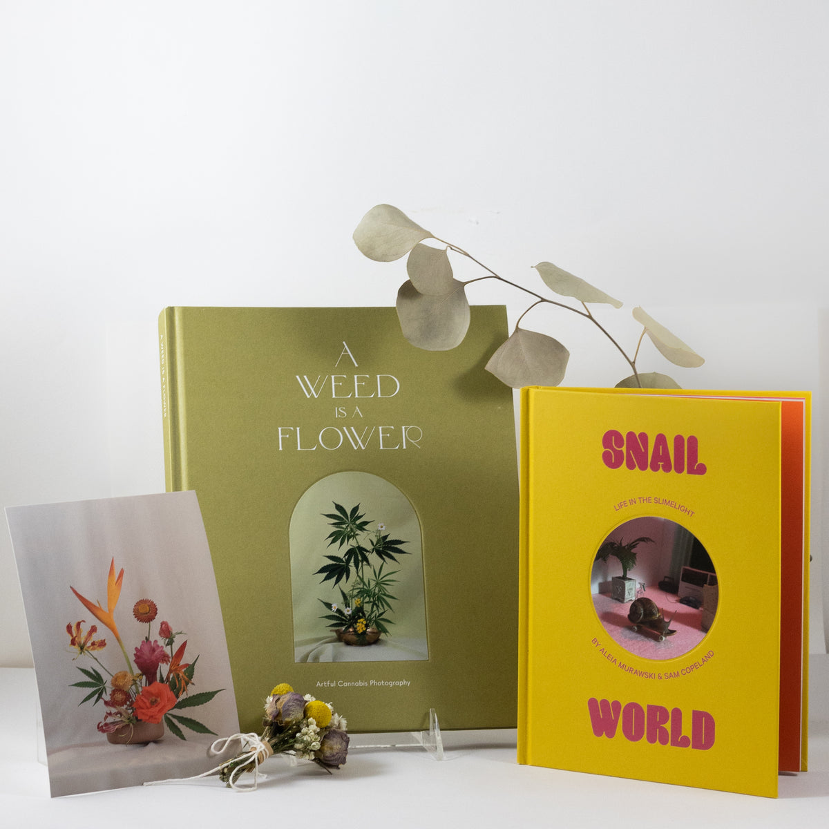 Snail World Book: Life in the Limelight at PINCH